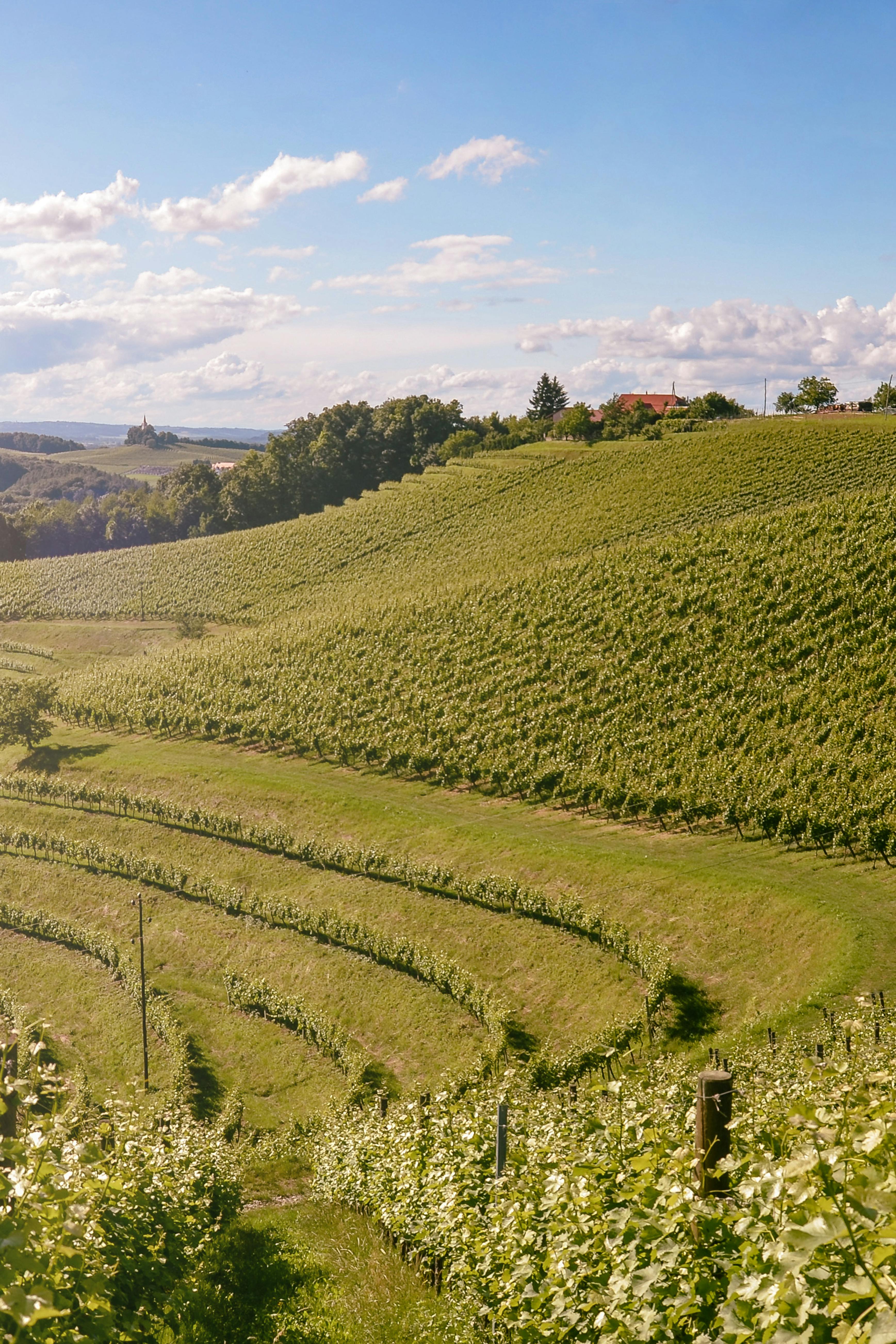 Statera Wine Estate